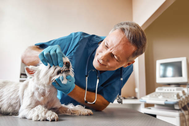 Best Emergency Root Canal Treatment in Portage Lakes, OH